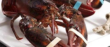 small rubber bands to tie up lobsters