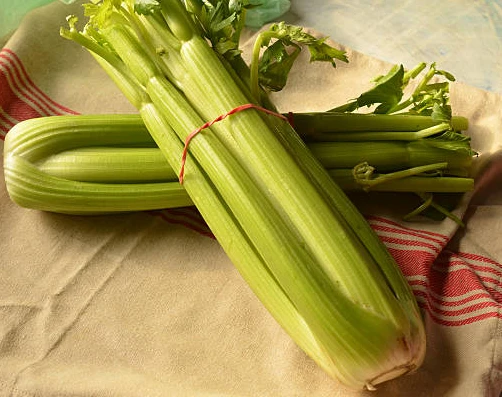 Vegetable Rubber Bands